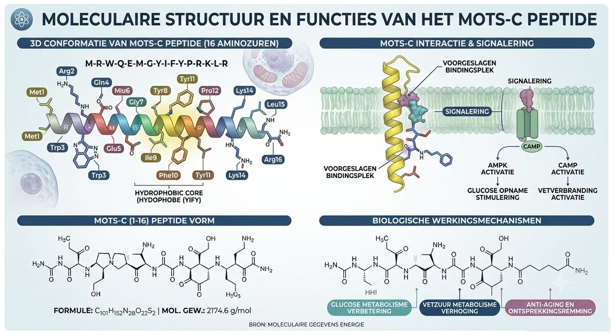 MOTS-C molecular structure